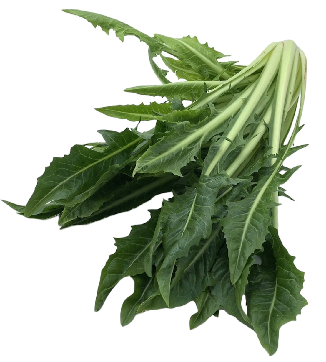 Löwenzahnsalat/ Catalogna für Kaninchen | Kaninchenkiste Löwenzahnsalat/ Catalogna für Kaninchen | Kaninchenkiste