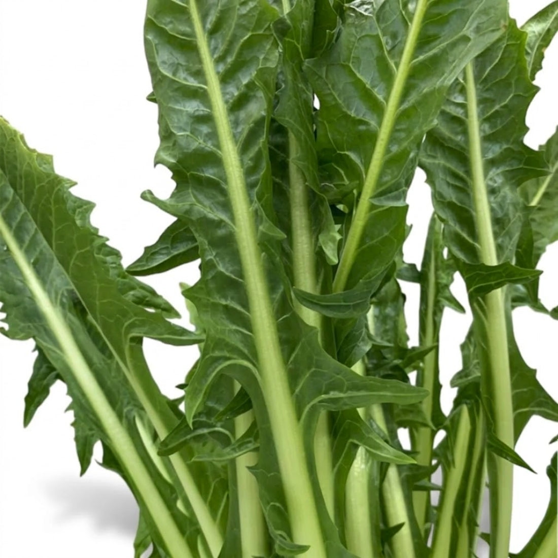 Löwenzahnsalat/ Catalogna