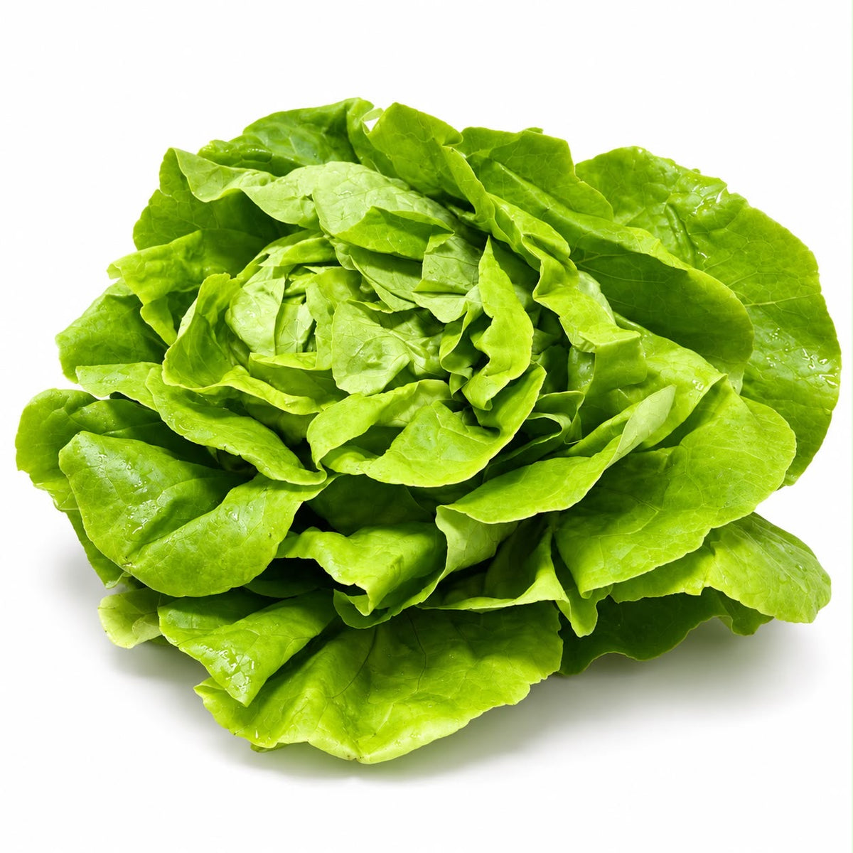 Kopfsalat