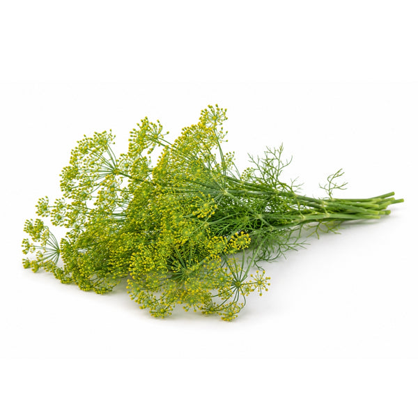 Gurkendill / Dillblüten, 1kg