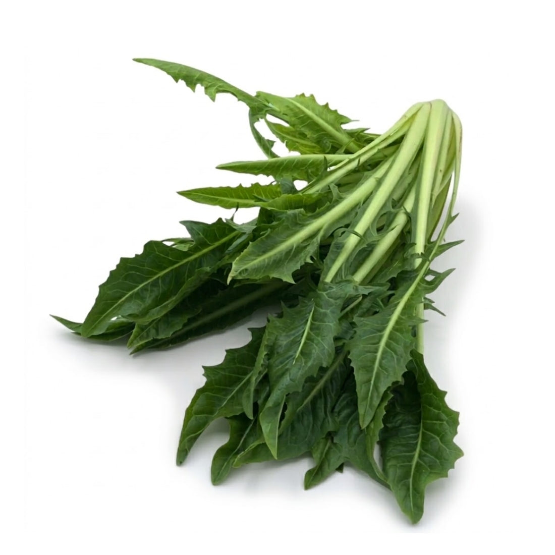 Löwenzahnsalat/ Catalogna
