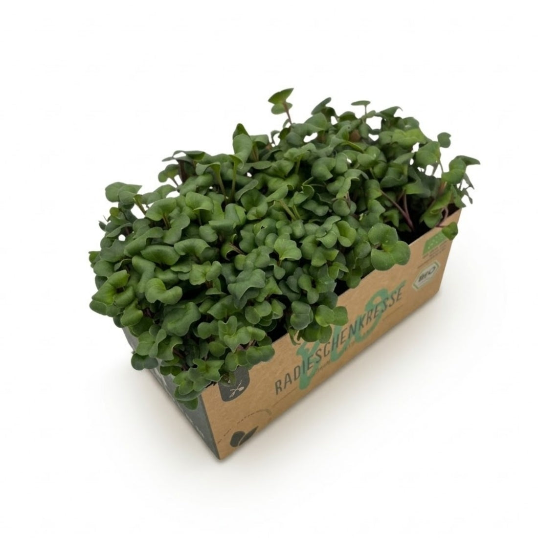 Radieschenkresse Bio