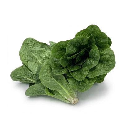 Romana Salat (Latuga)