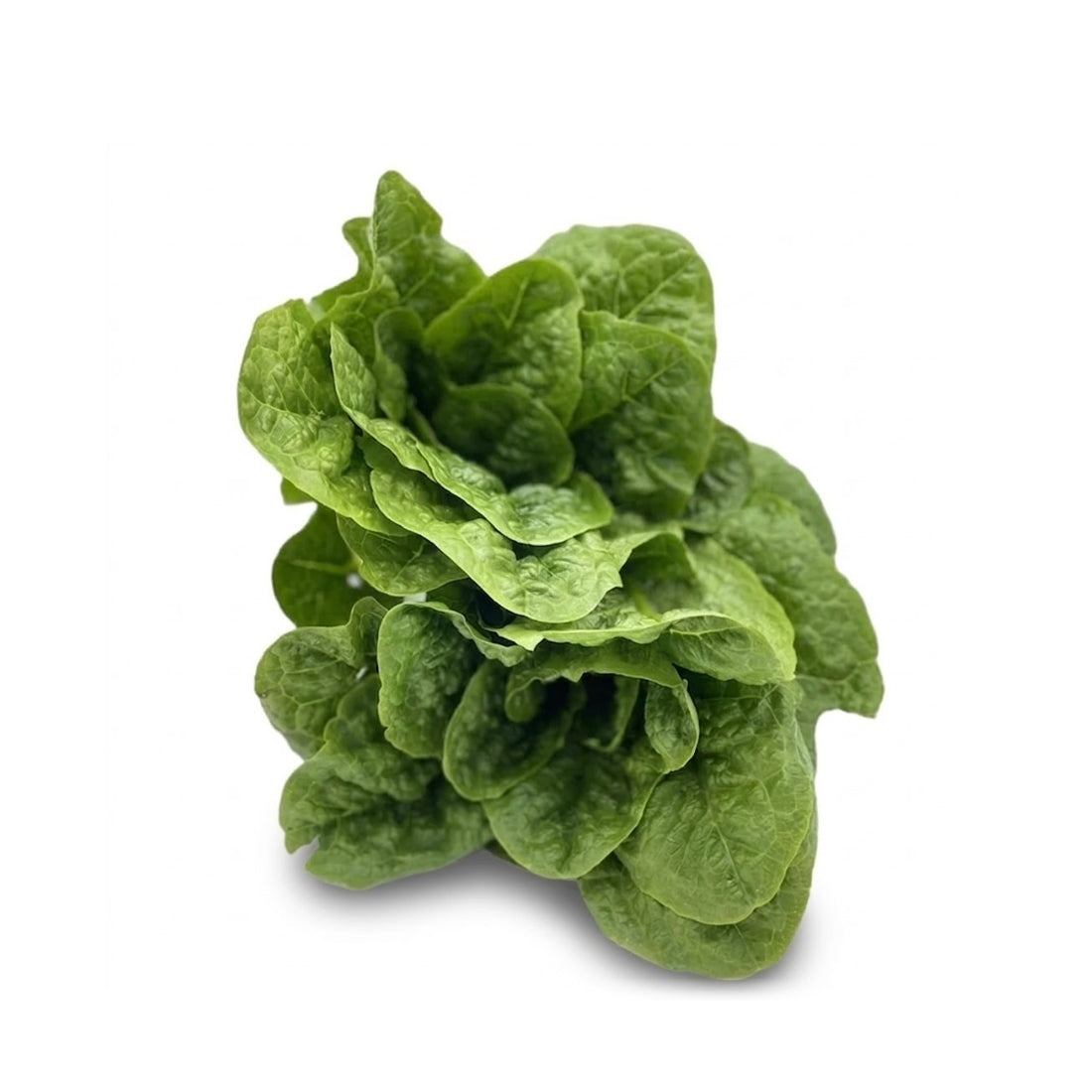Romana Salat (Latuga)