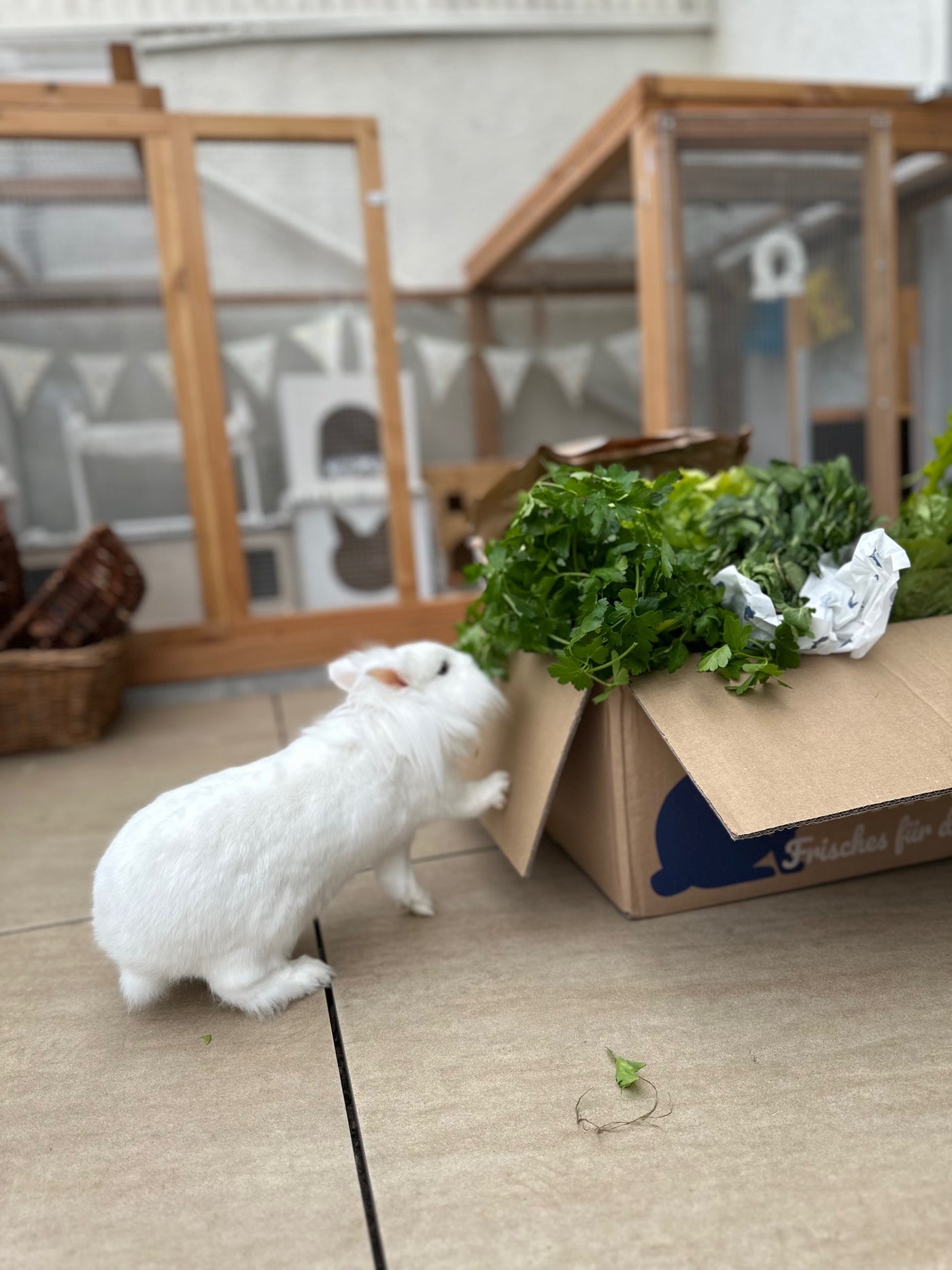 Kattis Frischekiste