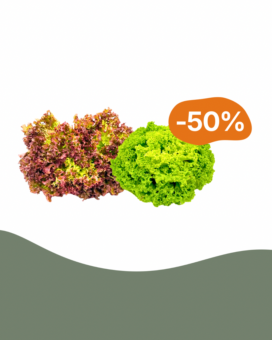 Spare 50% auf Lollo Rosso/Bionda