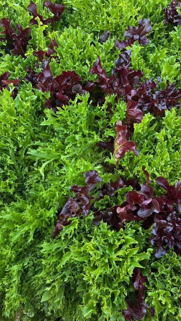Salatmix, 1kg